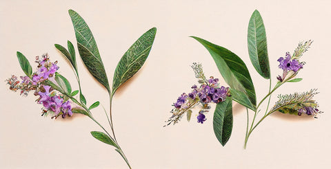 Vitex Chasteberry: The Best Herb for Females