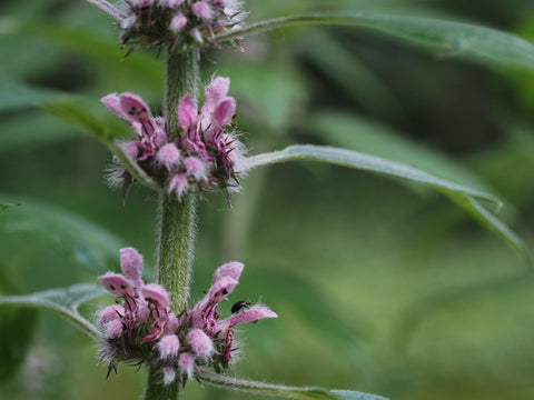 Discover the Marvelous Benefits of Motherwort: A Healing Herb for Body and Mind