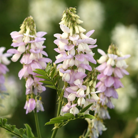 Unleashing the Power of Goat's Rue: Your Go-to Guide for Herbal Lactation Supplements to Increase Milk Supply