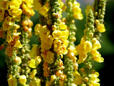 Proven Health Benefits Of Mullein