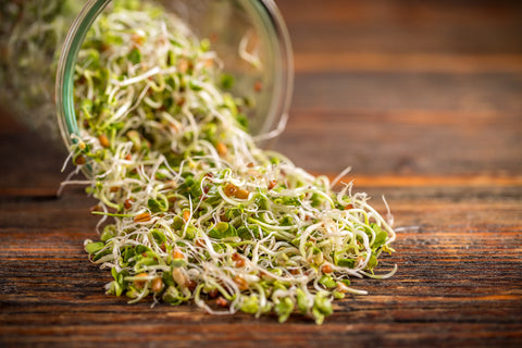 Broccoli Sprout Health Benefits