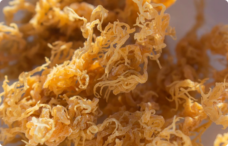 Sea Moss Benefits for Mineral Balance and Whole-Body Health