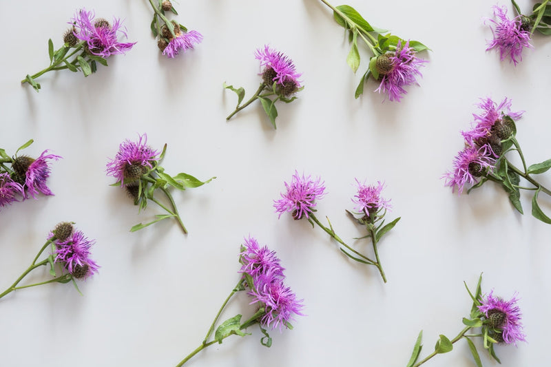 Milk Thistle Is the Ultimate Herb for Liver Health