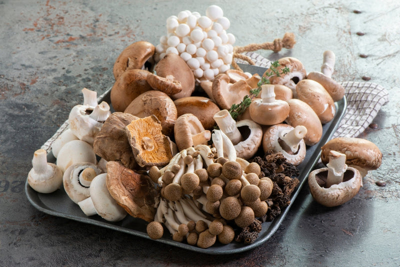 The Ultimate Mushroom for Immunity
