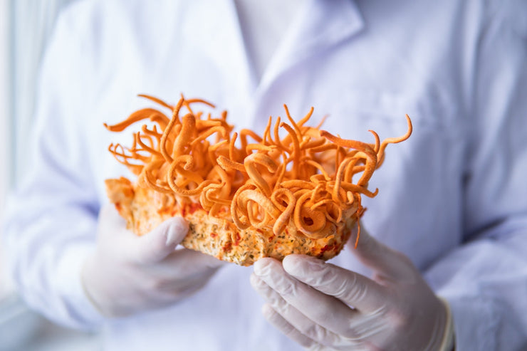 Cordyceps for Energy and Immunity Strength