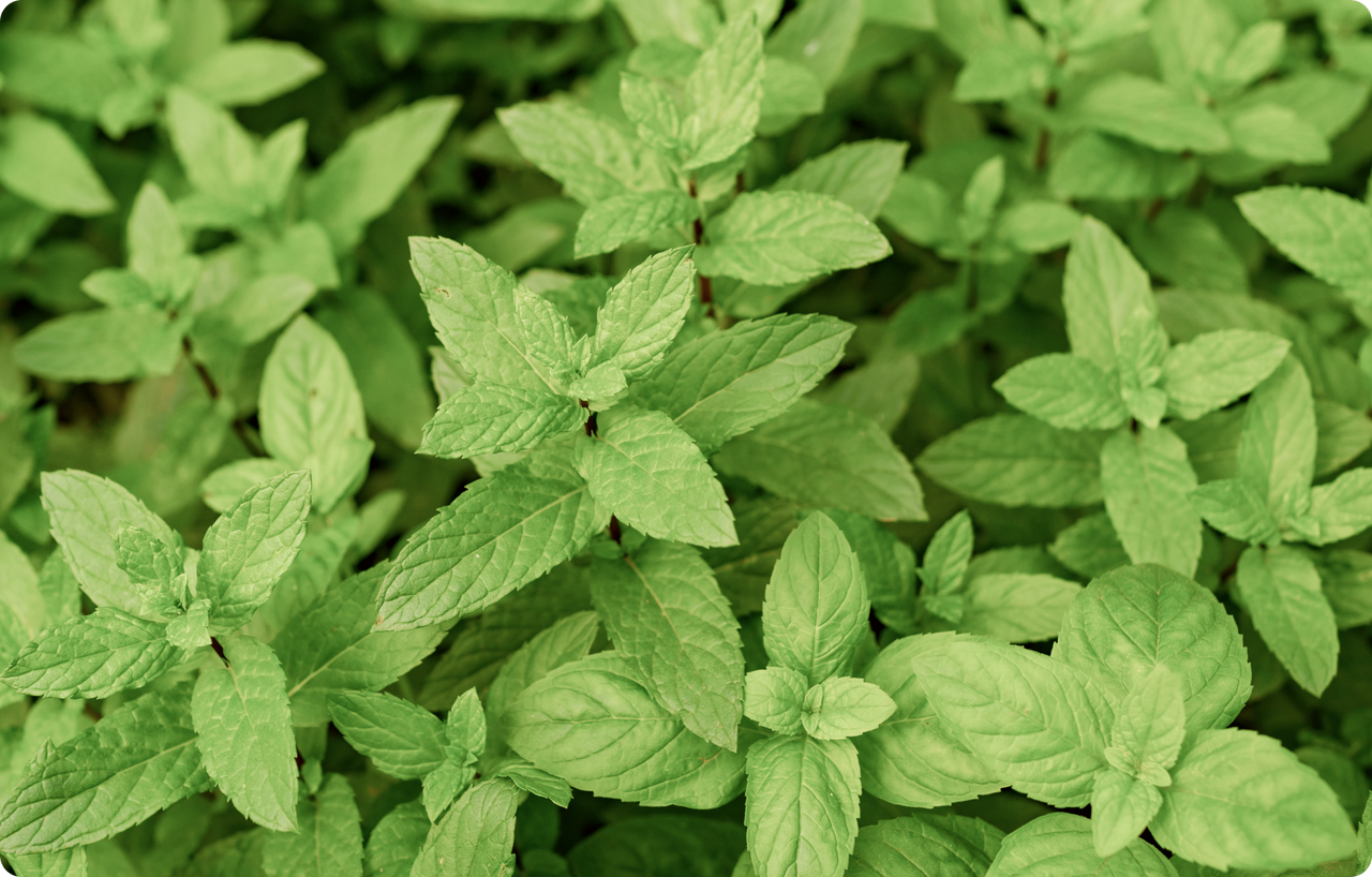 Organic Spearmint Supplement, 100 Capsules, 1000 Mg. Herbamama