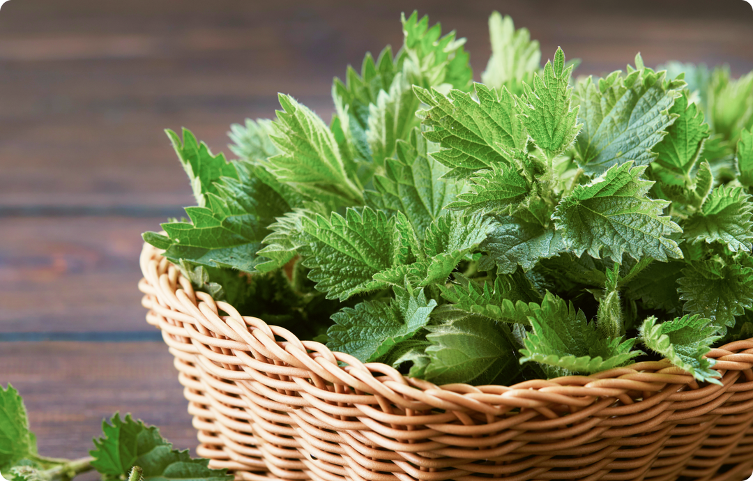 Stinging Nettle Root 7500mg - Prostate & Urinary Tract Health, Prevent Hair Loss