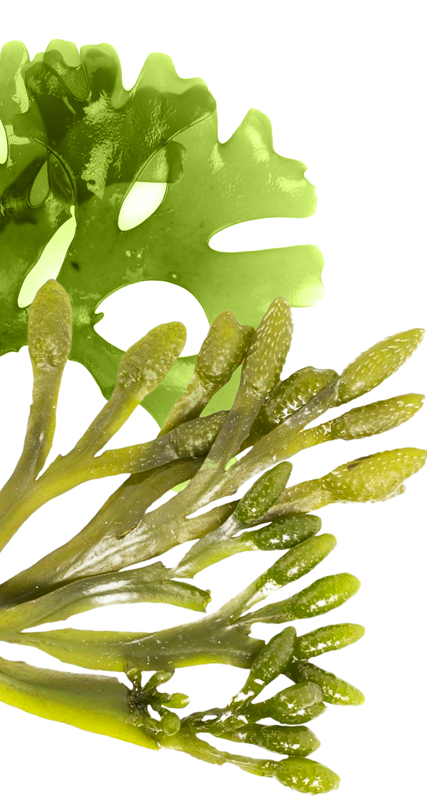 Algae Background