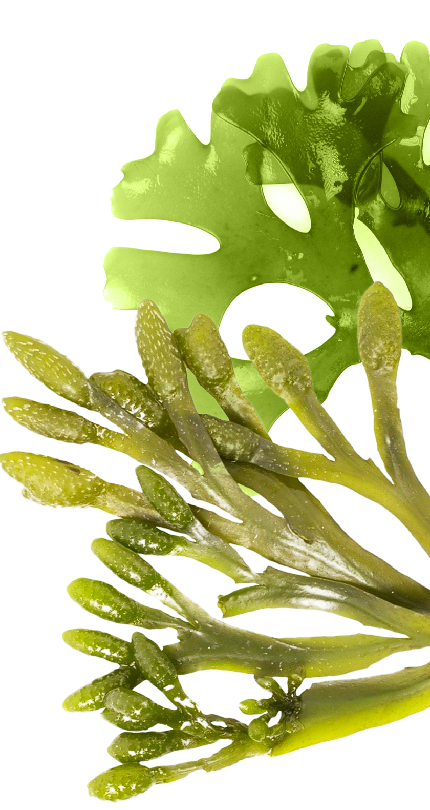 Algae Background